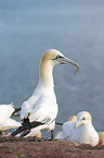 northern gannet