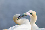 northern gannet