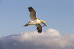 northern gannet