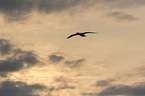northern gannet