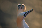 northern gannets
