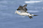 northern gannet