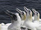 northern gannets