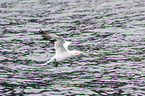 northern gannet