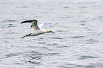 northern gannet