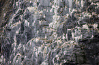 northern gannets