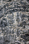 northern gannets