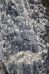northern gannets