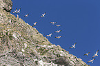 northern gannets