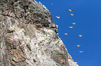northern gannets