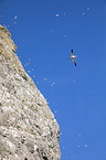 northern gannets