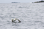 northern gannet