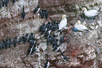 flock of birds on a rock