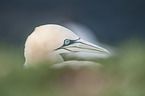 Northern Gannet portrait