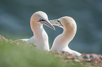 Northern Gannets portrait