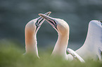 Northern Gannets portrait