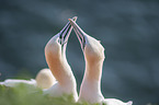 Northern Gannets portrait