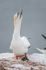 Northern Gannet on a rock