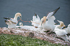 Northern Gannets on a rock