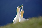 Northern Gannet