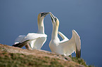 Northern Gannet