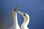 Northern Gannets portrait