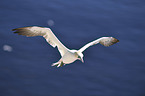 flying Northern Gannet