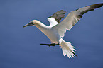 flying Northern Gannet