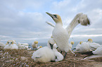 Northern Gannet