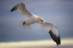 flying Northern Gannet