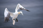 flying Northern Gannet