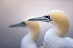 Northern Gannet portrait