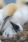Northern Gannet