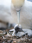 Northern Gannet