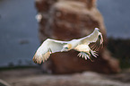 Northern Gannet