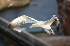 Northern Gannet