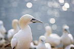 Northern Gannet