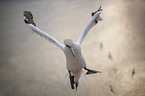 flying Northern Gannet
