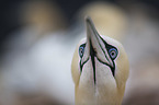 Northern Gannet portrait