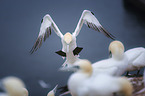 Northern Gannet