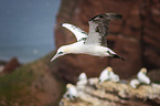 Northern Gannet
