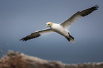 flying Northern Gannet