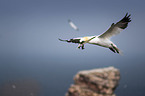 Northern Gannet