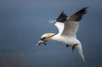 flying Northern Gannet