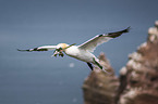 flying Northern Gannet