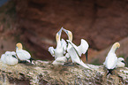 Northern Gannet