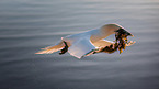 northern gannet