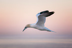 northern gannet