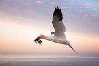 northern gannet