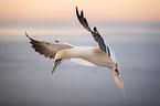 northern gannet